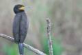 phalacrocoraxcarbo3250