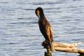 phalacrocorax-carbo39