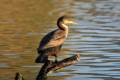 phalacrocoraxcarbo943