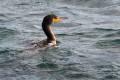 phalacrocorax-carbo-cormoran-adra-02