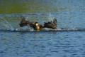 phalacrocorax-carbo-secuencia-02