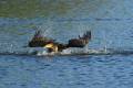 phalacrocorax-carbo-secuencia-06