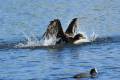 phalacrocorax-carbo-secuencia-08