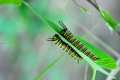 danaus-plexippus-cynanchum-acutum-11