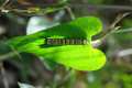 danaus-plexippus-cynanchum-acutum-13