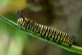 danausplexipus-oruga13