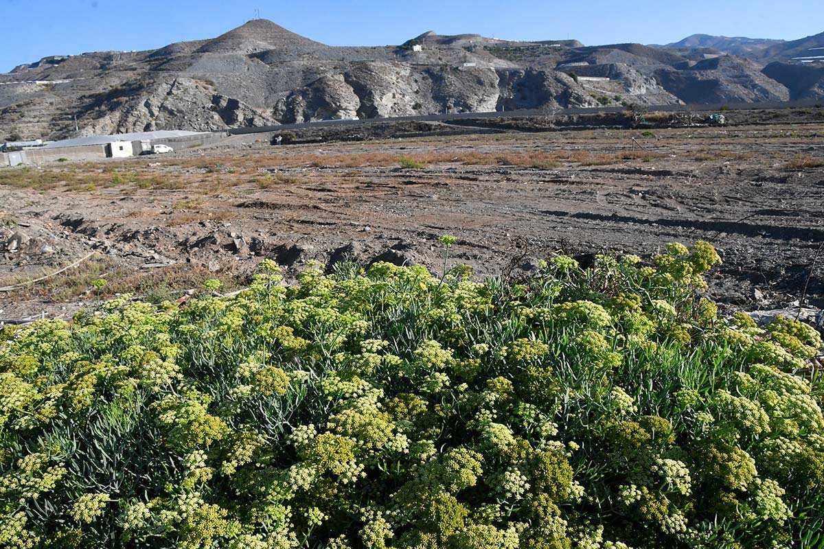 Plantas de perejil marítimo toman el territorio recuperado