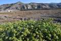 Plantas de perejil marítimo toman el territorio recuperado