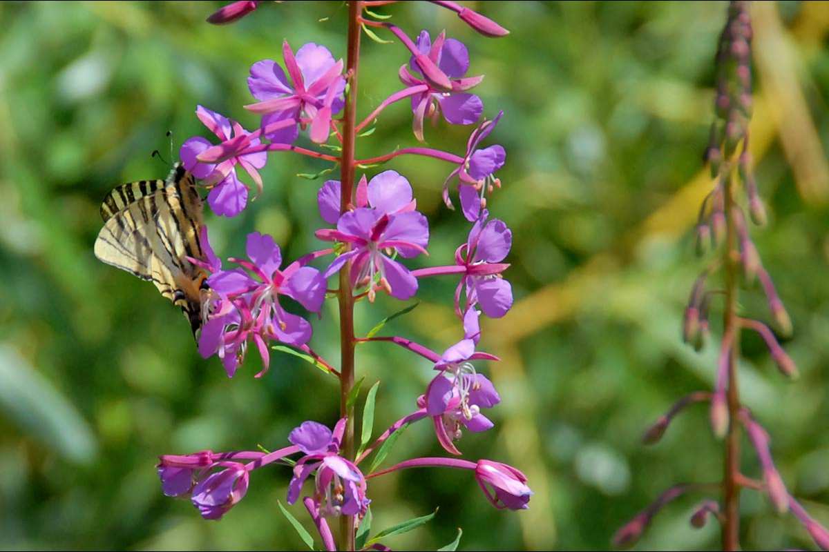 Epilobium angustifolium