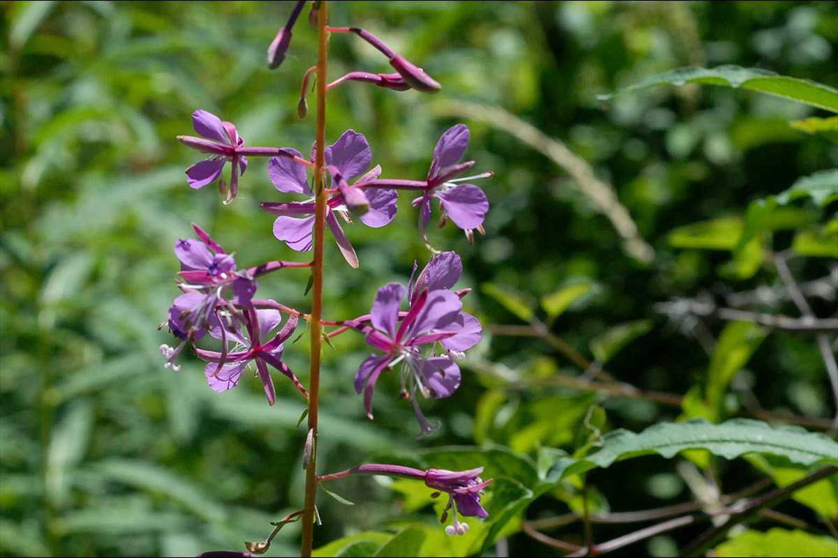 epilobiumangustifolium21