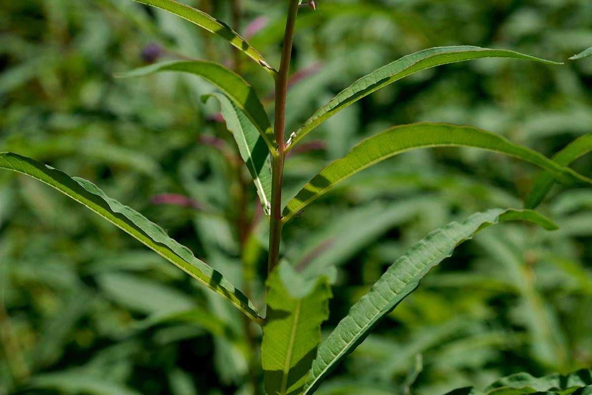 Epilobium angustifolium