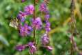 Epilobium angustifolium
