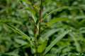 Epilobium angustifolium
