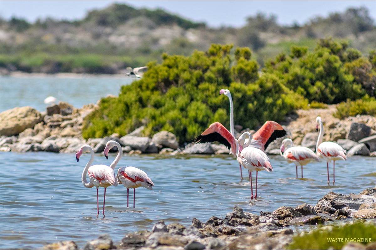 phoenicopterusruber636