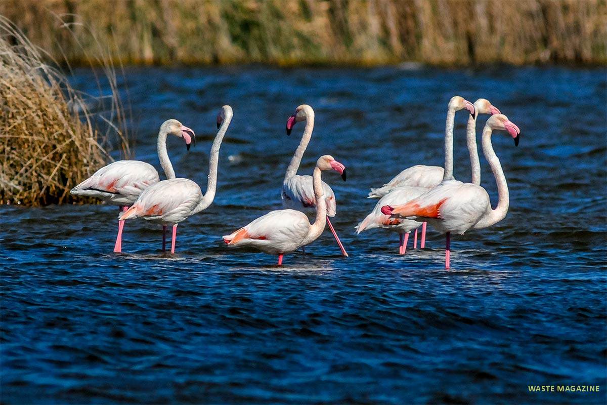 phoenicopterusruber83