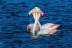 phoenicopterus-roseus124