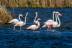 phoenicopterusruber83