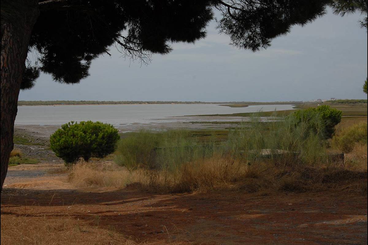 Marismas del río Piedras - El Rompido
