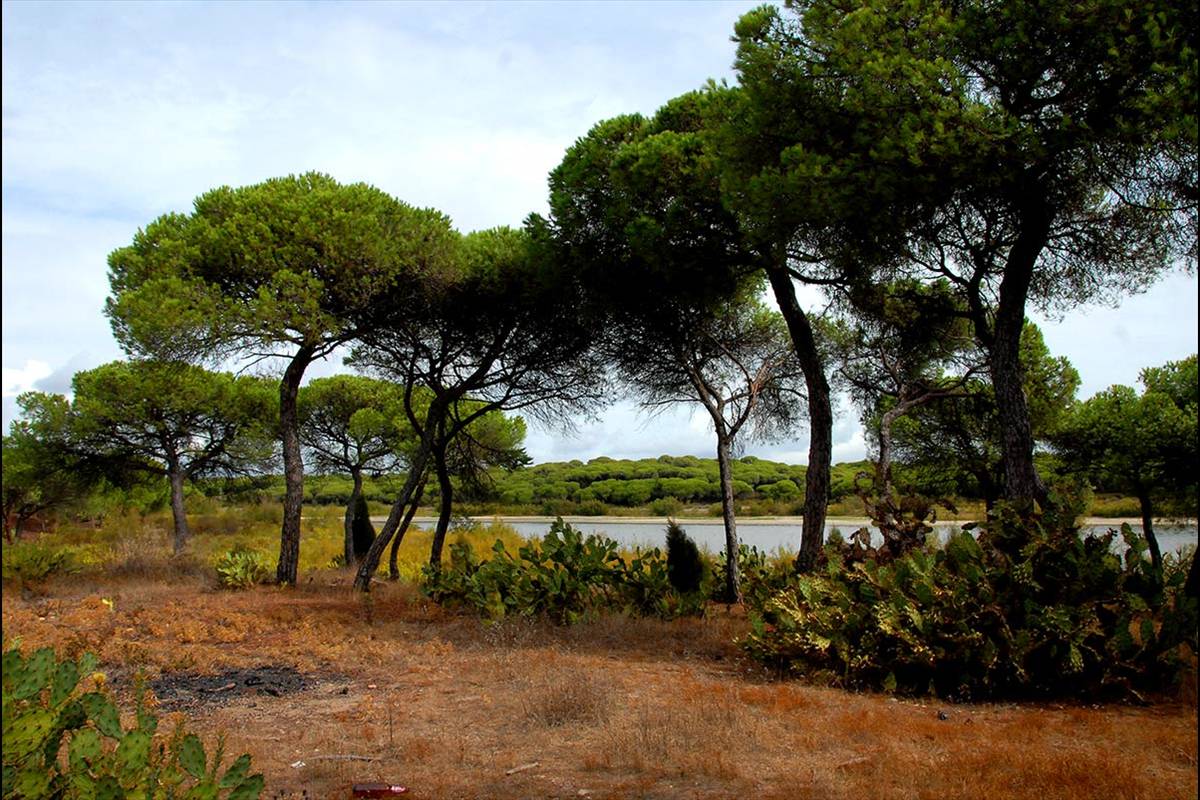 Laguna del Portil