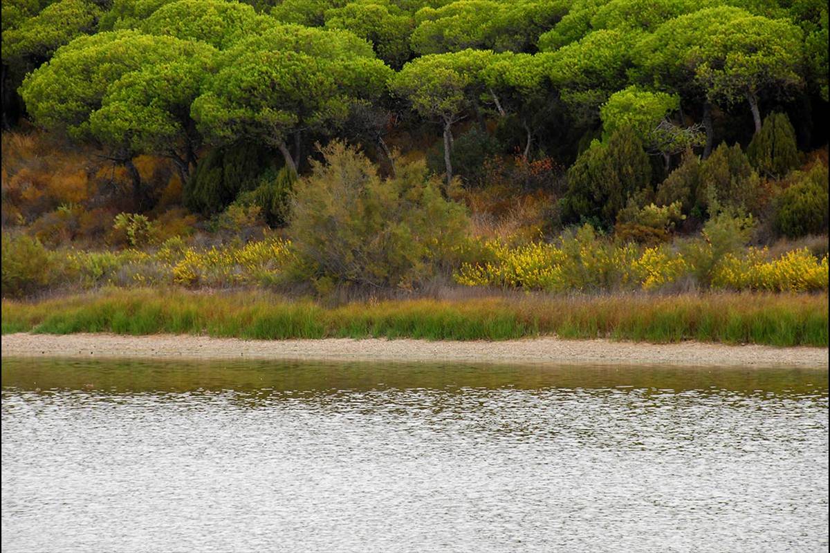 Laguna del Portil