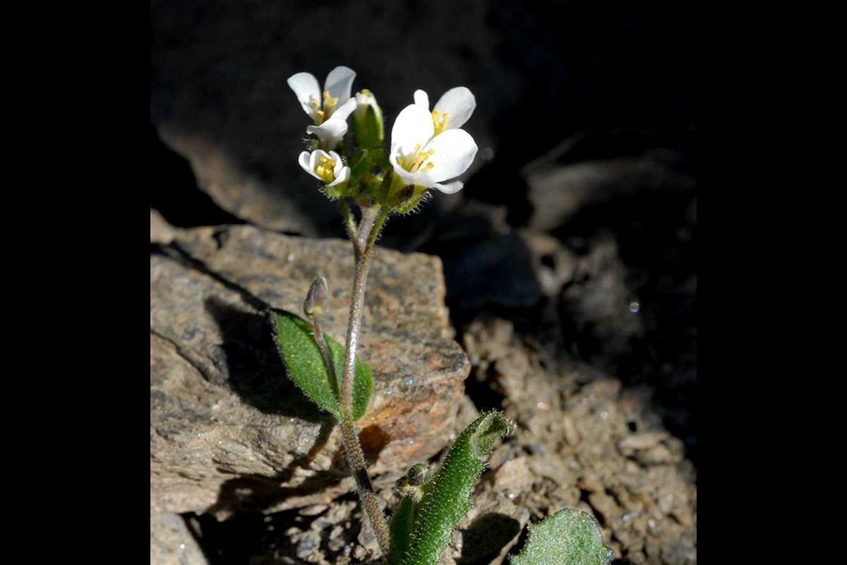 Arabis hispana
