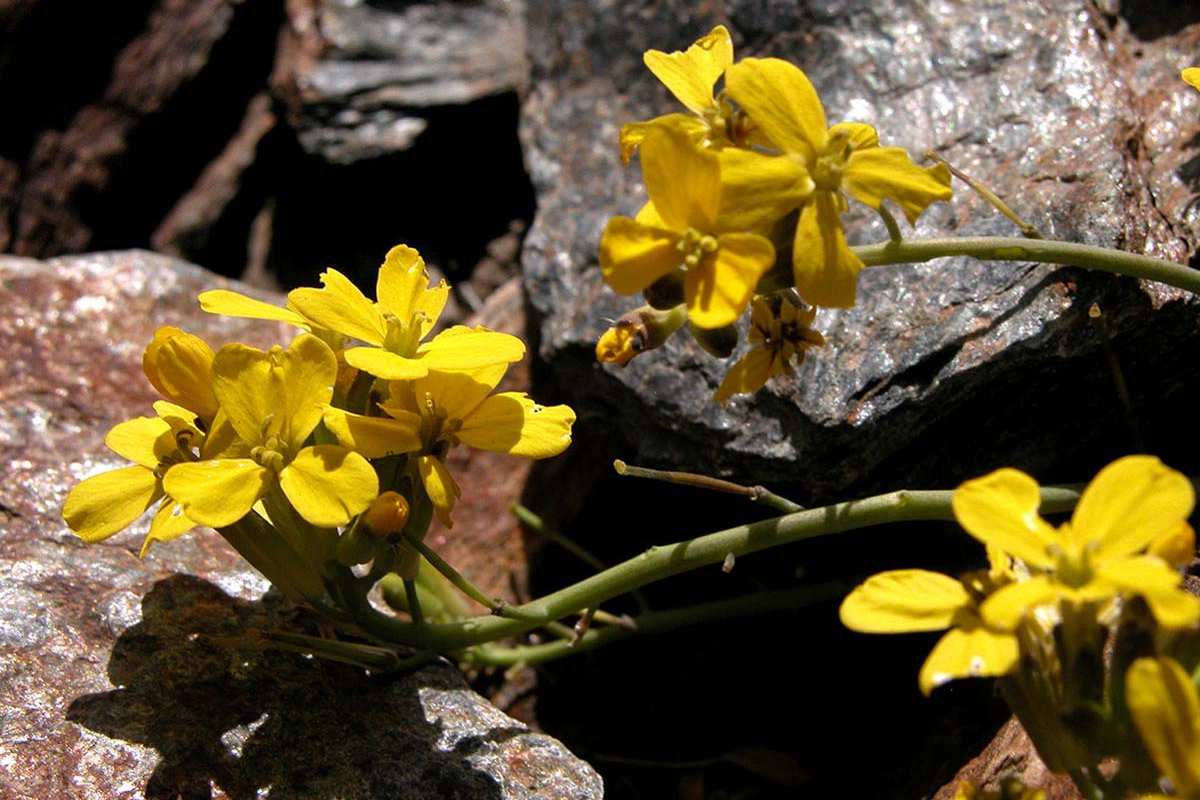 Coincya monensis
