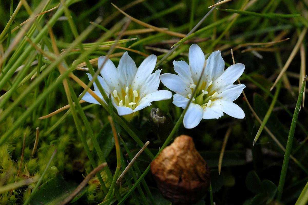 Gentiana boryi