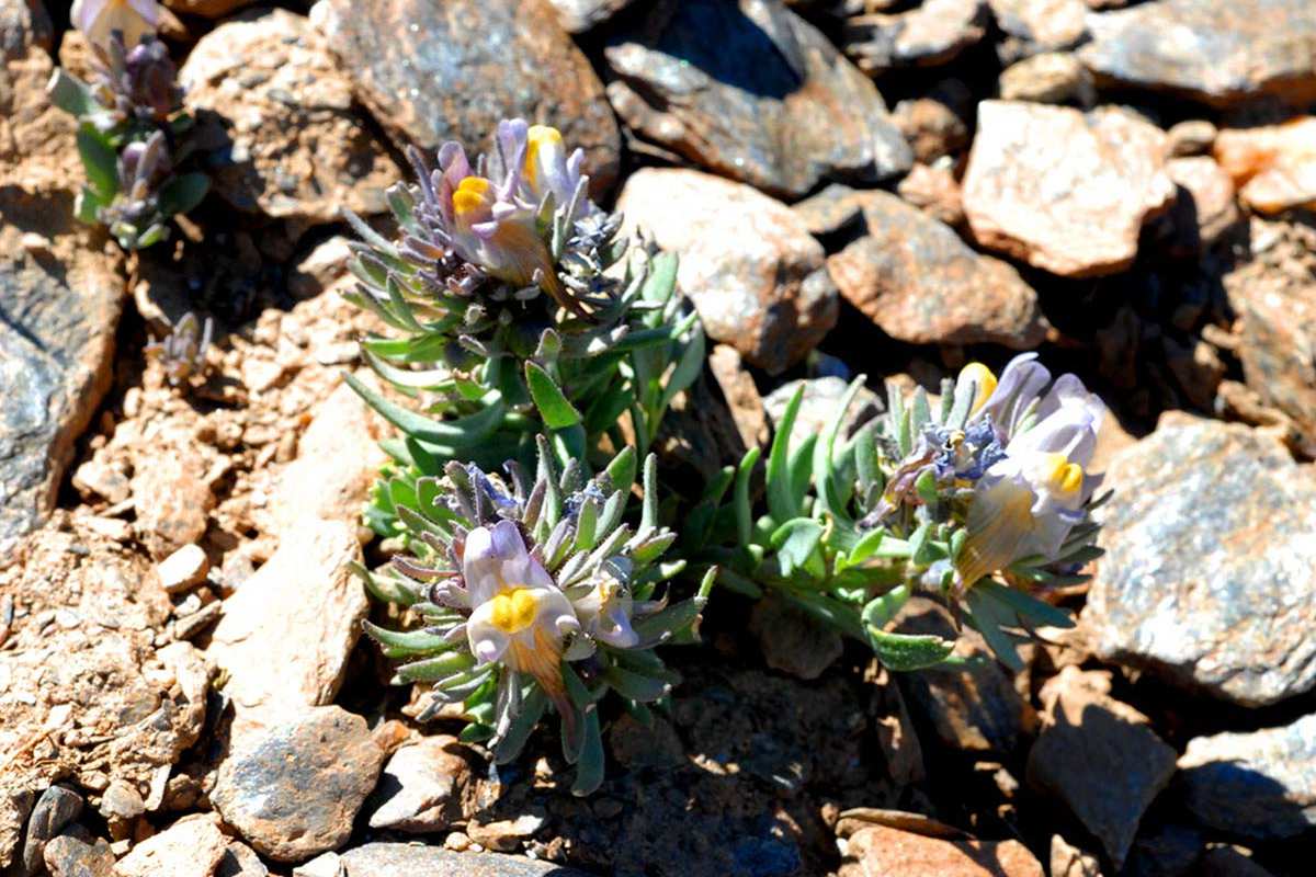 Linaria glacialis