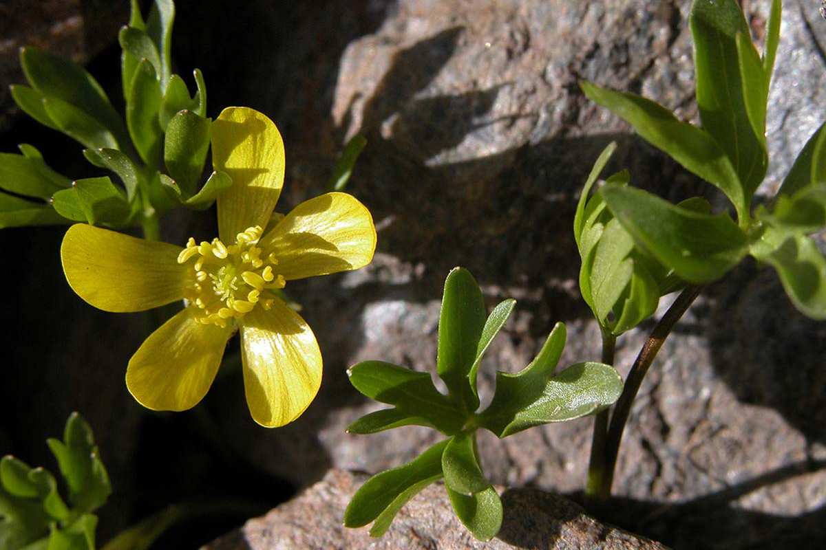 Ranunculus demissus