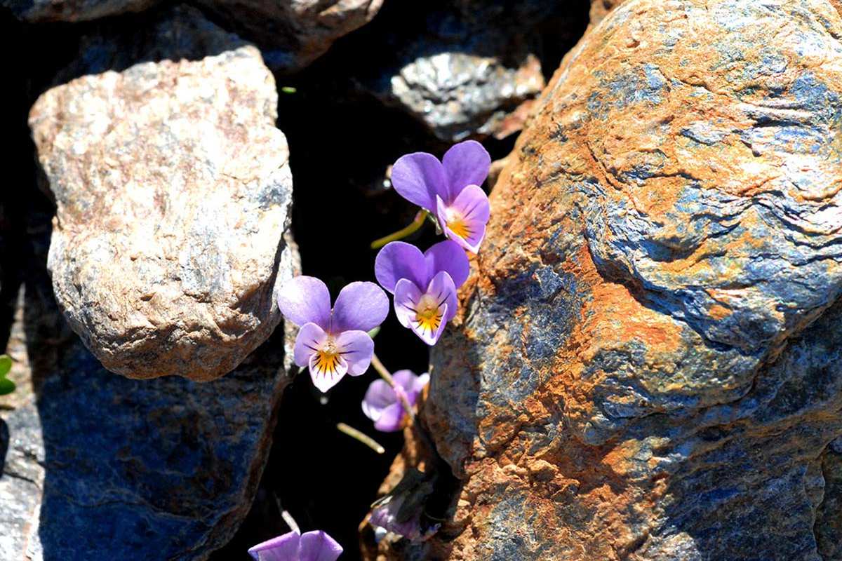 Viola crassiuscula