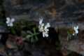 Cardamine resedifolia