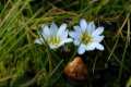 Gentiana boryi