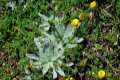 Plantago nivalis