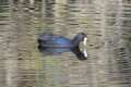 fulica-cristata89