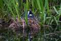 fulica-cristata-pollos-20