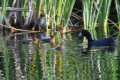 fulica-cristata-pollos-21