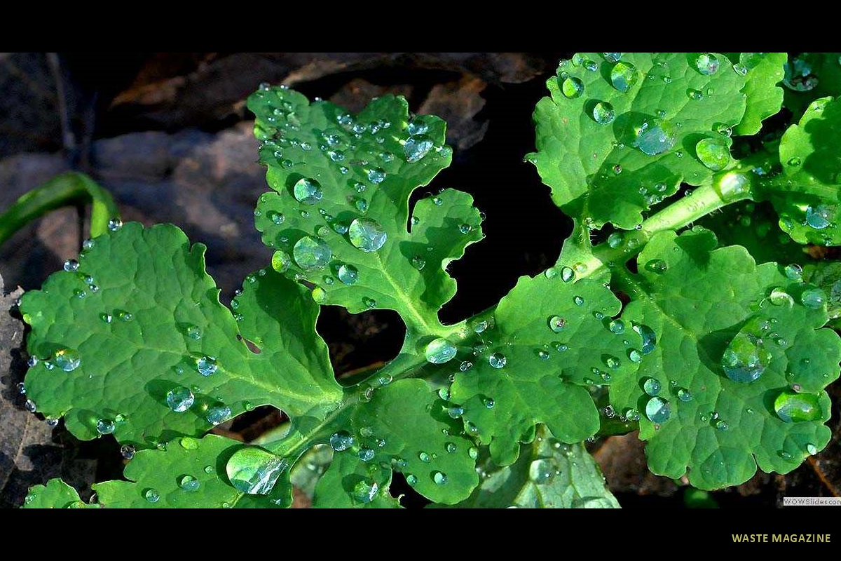 gotasdelluvia1