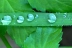 gotasdelluvia2