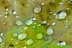gotasdelluvia3