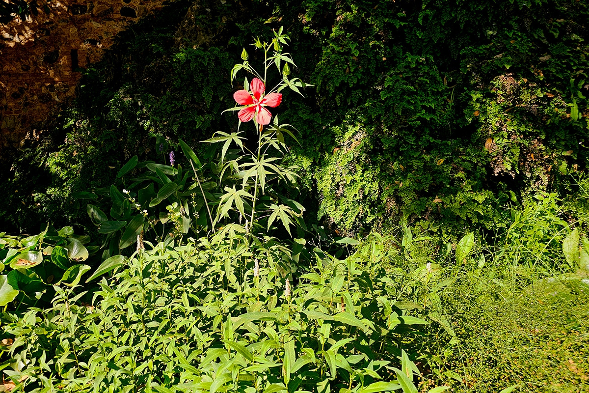 Hibiscus_coccineus_hibisco-acuatico-martires-2