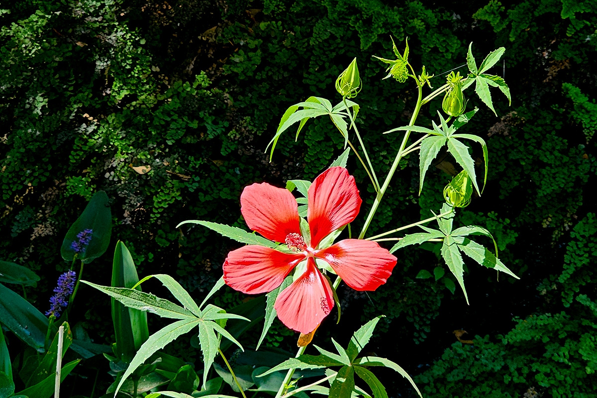 Hibiscus_coccineus_hibisco-acuatico-martires-3