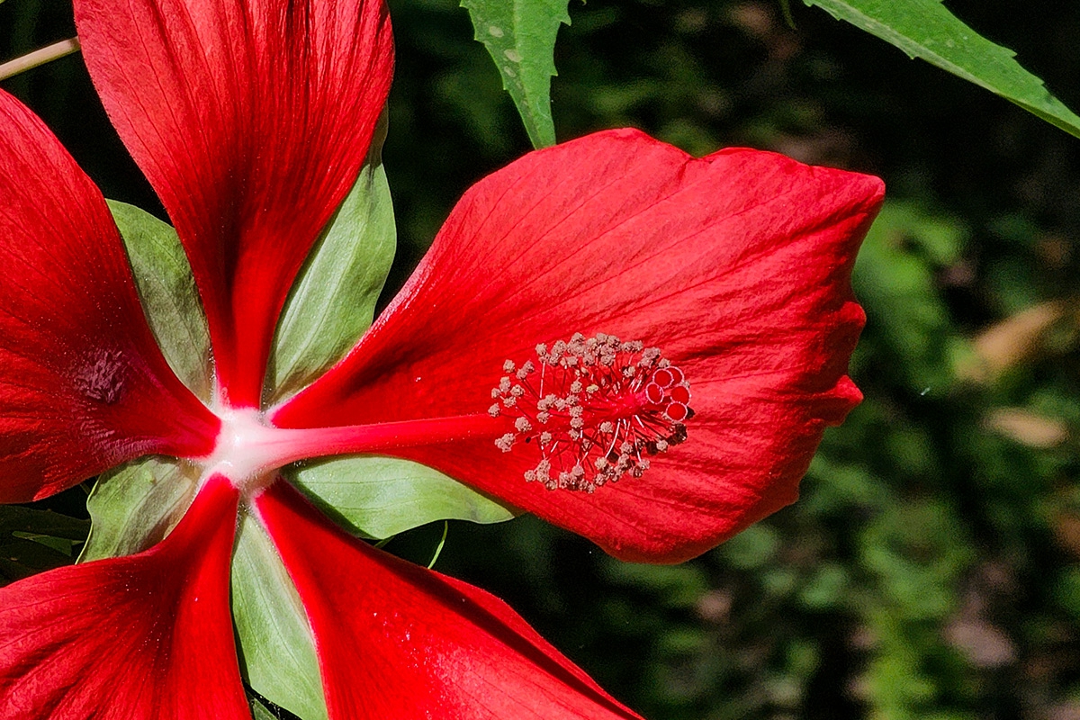 Hibiscus_coccineus_hibisco-acuatico-martires-4