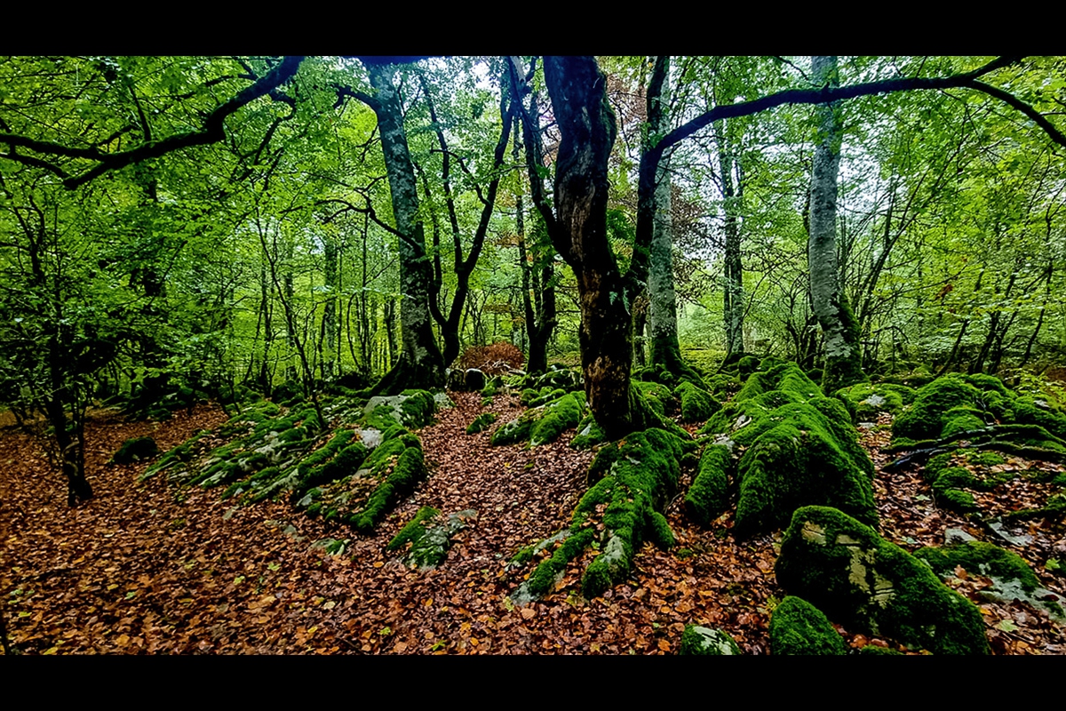 Selva de Irati