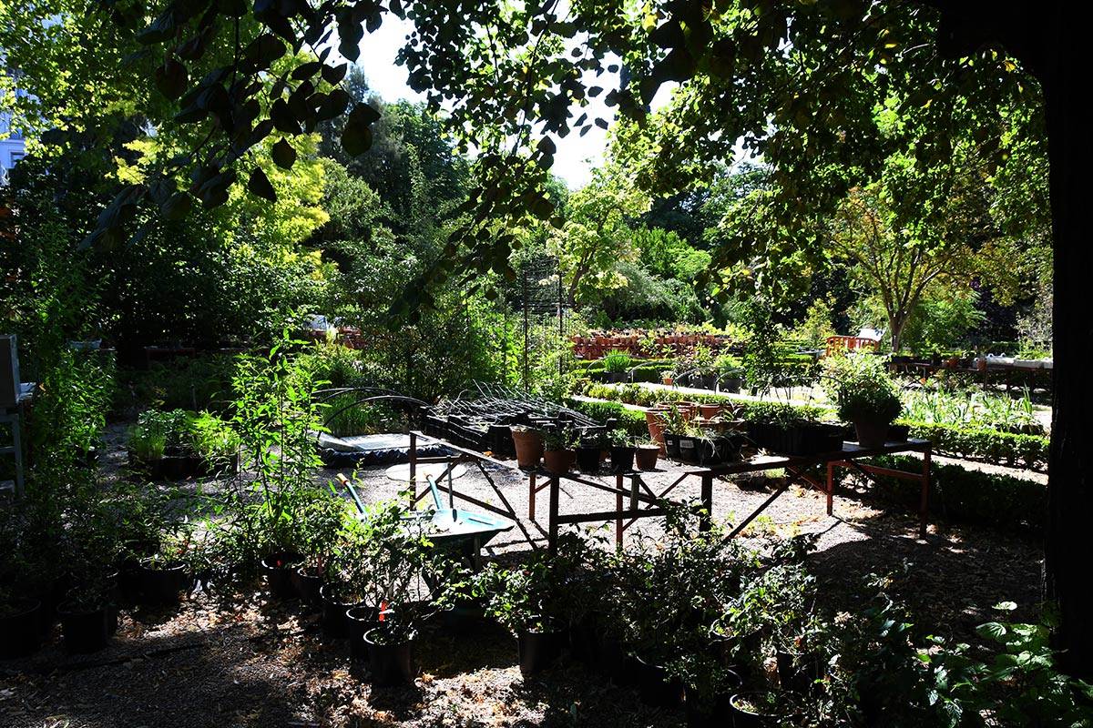 jardin-botanico-madrid-14