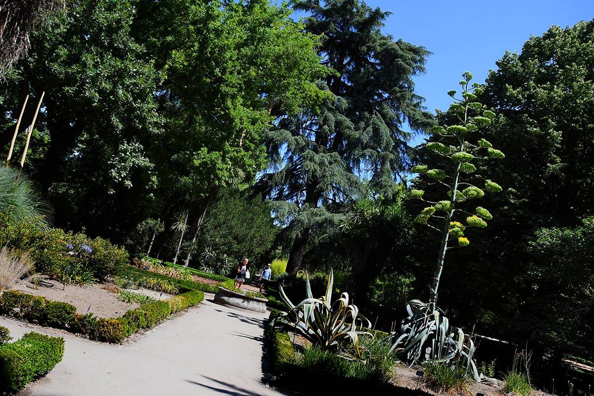 jardin-botanico-madrid-32