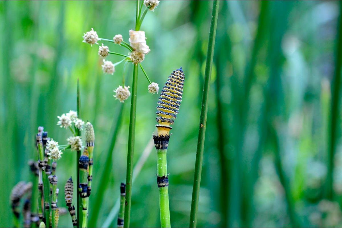 jardin-botanico-madrid-36