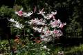 jardin-botanico-madrid-18