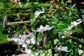 jardin-botanico-madrid-35