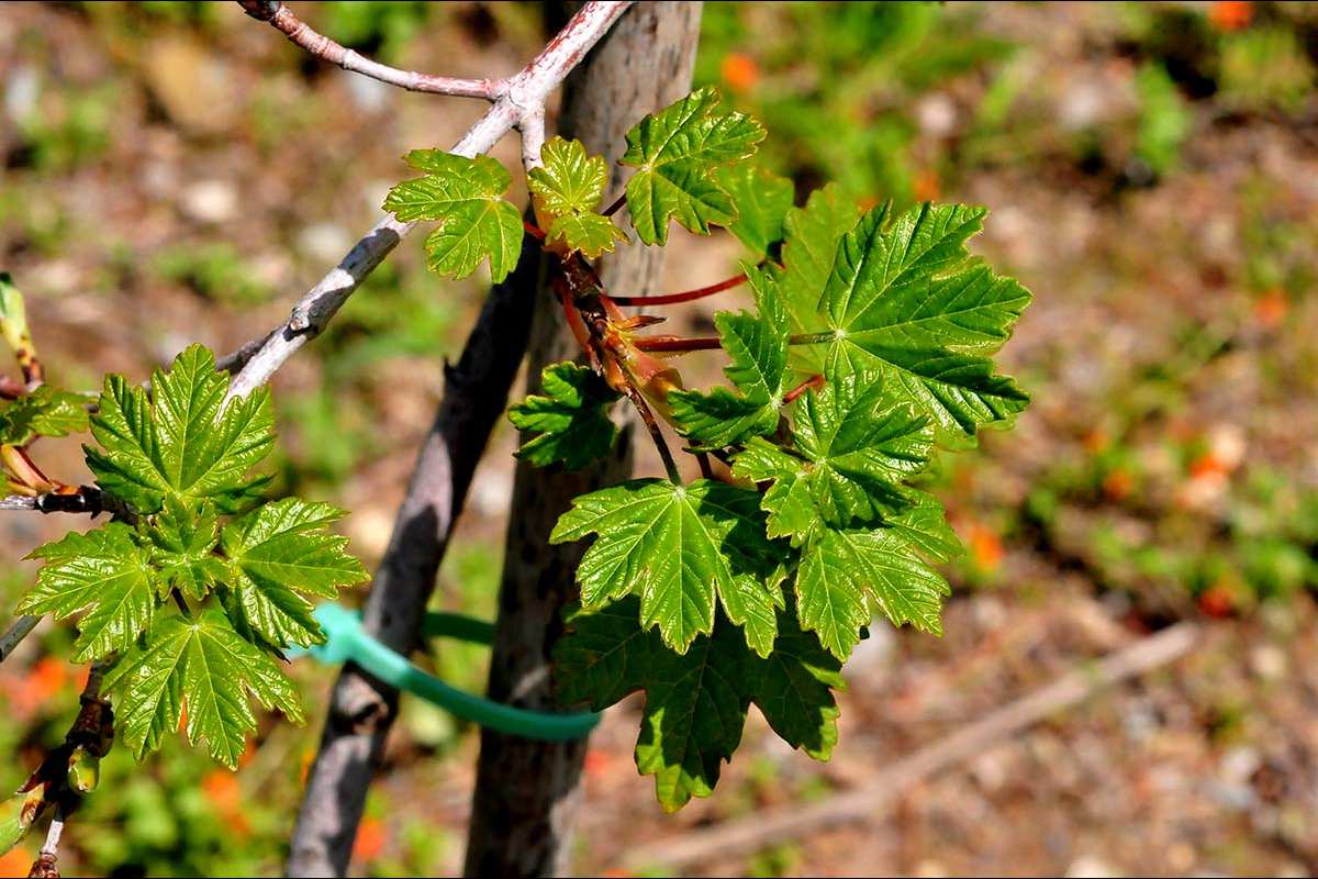 Acer opalus granatense, Arce de Granada, Arce de Andalucía