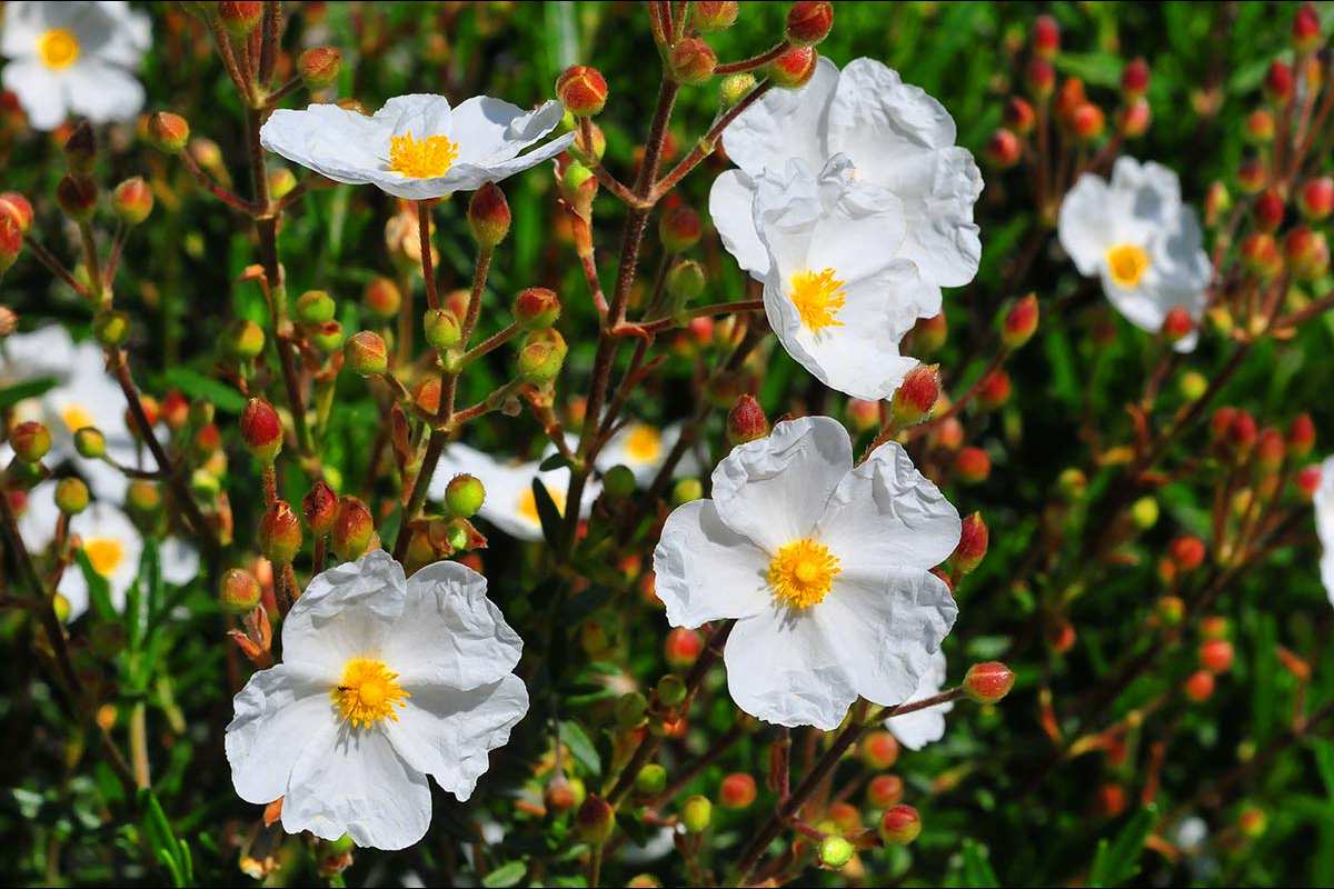 Cistus clusii